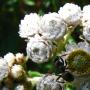 California Everlasting (Gnaphalium californicum): These natives were very prevalent along the trail.